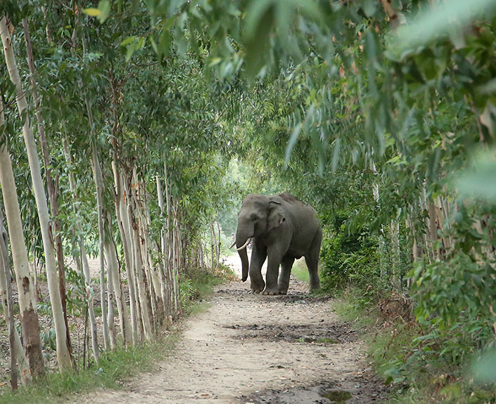 Human-Elephant Conflict Mitigation