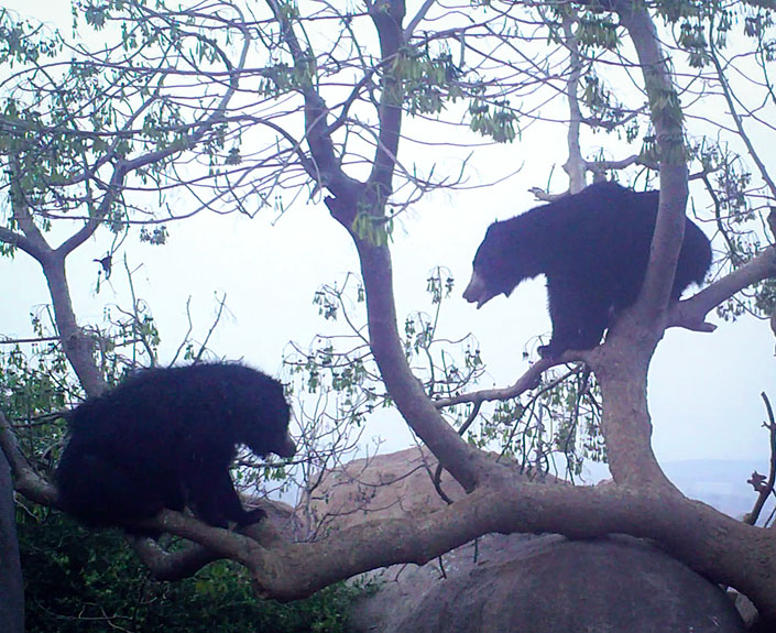 Research and Conservation